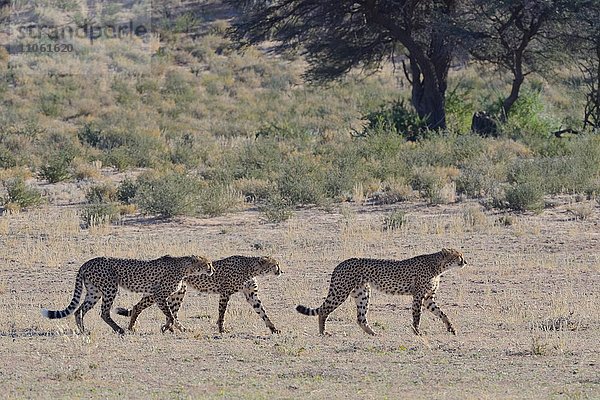 Geparden (Acinonyx jubatus)  laufen hintereinander her  auf trockenem Gras  Kgalagadi-Transfrontier-Nationalpark  Provinz Nordkap  Südafrika