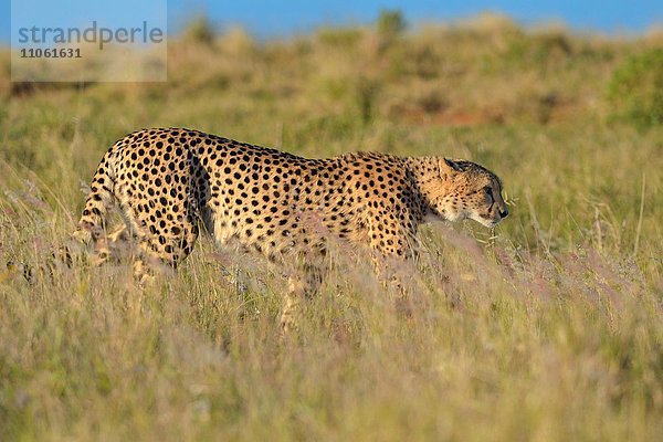 Gepard (Acinonyx jubatus)  unterwegs im hohen Gras  Addo-Elefanten-Nationalpark  Ostkap  Südafrika