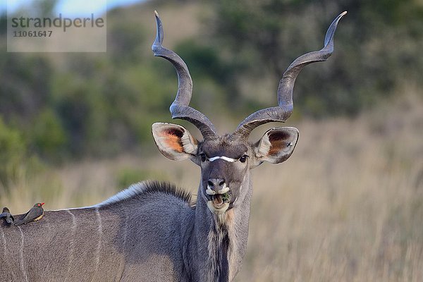 Kudu (Tragelaphus strepsiceros) adult  männlich  mit Rotschnabel-Madenhacker (Buphagus erythrorhynchus) auf dem Rücken  Mountain-Zebra-Nationalpark  Ostkap  Südafrika