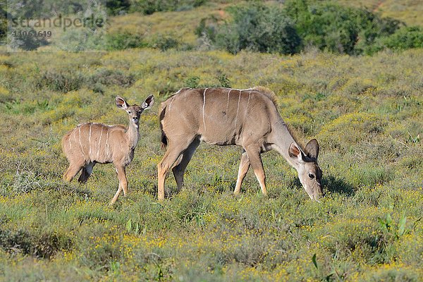 Großer Kudu (Tragelaphus strepsiceros)  Jungtier mit Mutter grasen  Addo-Elefanten-Nationalpark  Ostkap  Südafrika