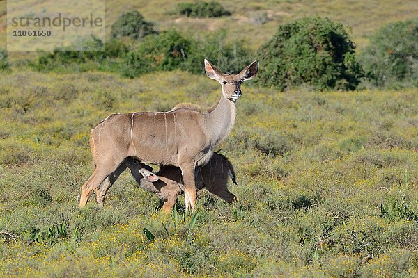 Großer Kudu (Tragelaphus strepsiceros)  Mutter saügt Jungtier  Addo-Elefanten-Nationalpark  Ostkap  Südafrika