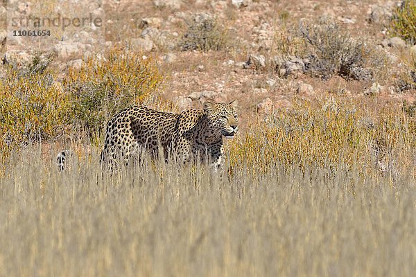 Leopard (Panthera Pardus)  geht im hohen Gras  Kgalagadi-Transfrontier-Nationalpark  Provinz Nordkap  Südafrika