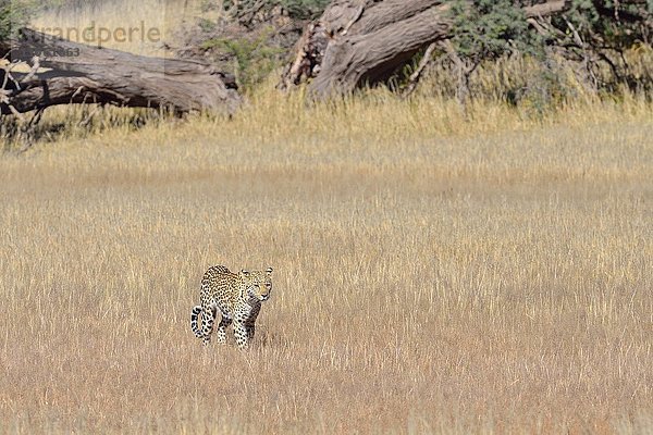 Leopard (Panthera Pardus)  geht im hohen Gras  Kgalagadi-Trans-Nationalpark  Provinz Nordkap  Südafrika