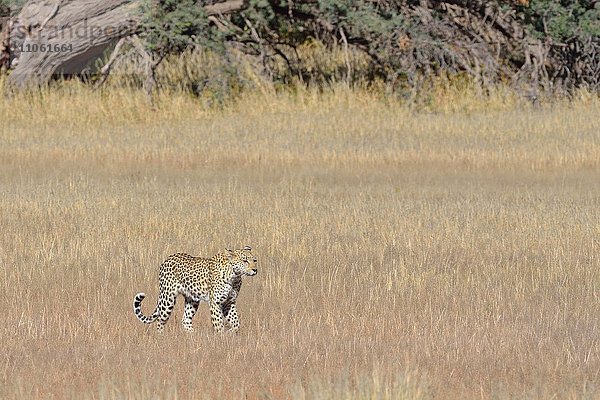 Leopard (Panthera Pardus)  geht im hohen Gras  Kgalagadi-Trans-Nationalpark  Provinz Nordkap  Südafrika