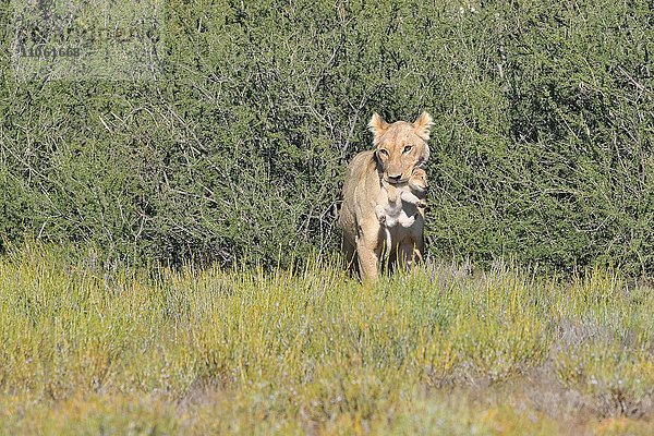 Löwin (Panthera leo)  trägt ihr Junges im Mund  Kgalagadi-Transfrontier-Nationalpark  Provinz Nordkap  Südafrika