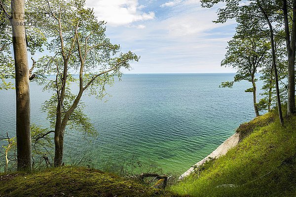 Kreideküste mit Buchenwald (Fagus sylvatica)  Ostsee  Nationalpark Jasmund  Insel Rügen  Mecklenburg-Vorpommern  Deutschland  Europa