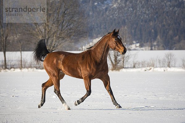 Braune Quarterhorse Stute im Schnee  Niederösterreich