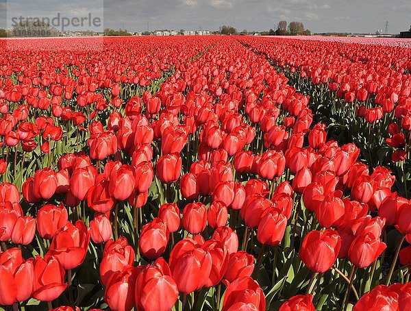 Feld der rosafarbenen und roten Tulpen (Tulipa sp.)  Lisse  Niederlande  Europa