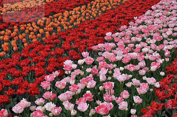 Blumenbeet mit rosa  roten und orangen Tulpen (Tulipa)  Keukenhof  Lisse  Niederlande  Europa