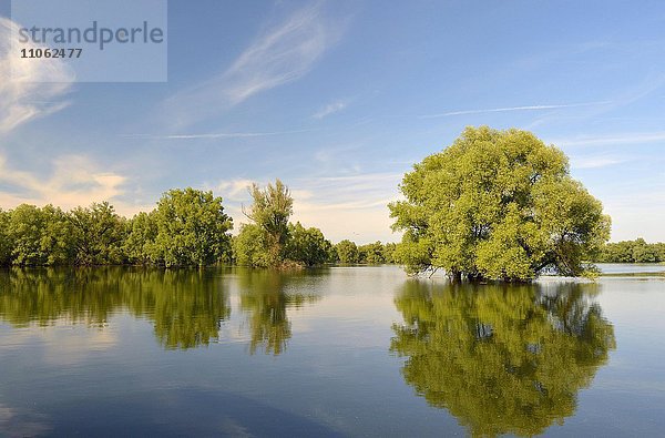Sumpfgebiet im Naturpark Kopacki Rit  Osijek  Kroatien  Europa