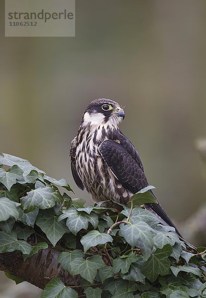 Baumfalke (Falco subbuteo)  auf einem Baum  captive  Großbritannien  Europa