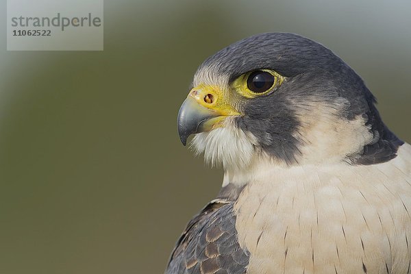 Wanderfalke (Falco peregrinus)  Portrait  captive  Großbritannien  Europa