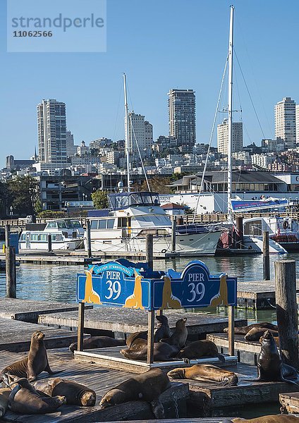 Kalifornische Seelöwen (Zalophus californianus) am Pier 39  Fisherman's Warf  San Francisco  Kalifornien
