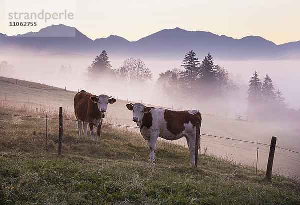 Kühe auf Weide in der Morgendämmerung  Aidlinger Höhe  Aidling  Gemeinde Riegsee  Pfaffenwinkel  Oberbayern  Bayern  Deutschland  Europa