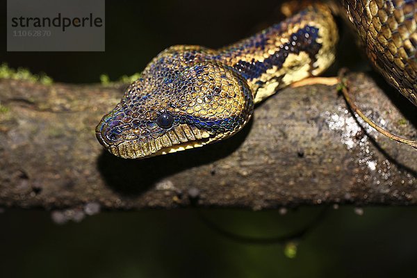 Madagaskar-Hundskopfboa (Sanzinia madagascariensis)  Andasibe-Mantadia National Park  Analamazoatra  Ost-Madagaskar  Madagaskar  Afrika