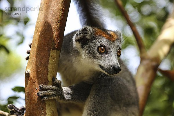 Kronenmaki (Eulemur coronatus) sitzt im Baum  Weibchen  Reservat Le Palmarium  auch Ankanin'ny Nofy  Toamasina  Tamatave  Ost-Madagaskar  Madagaskar  Afrika