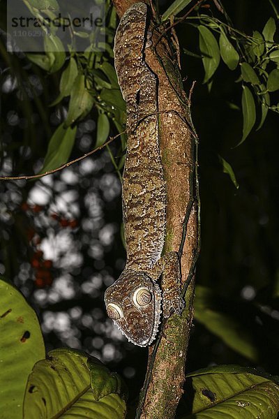 Plattschwanzgecko (Uroplatus fimbriatus)  Weibchen getarnt an Baumstamm  Nosy Mangabe  Ost-Madagaskar  Madagaskar  Afrika