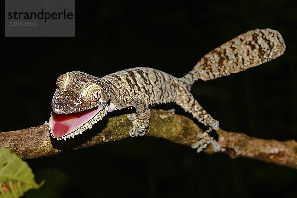 Plattschwanzgecko (Uroplatus fimbriatus) Weibchen droht  Nosy Mangabe  Ost-Madagaskar  Madagaskar  Afrika