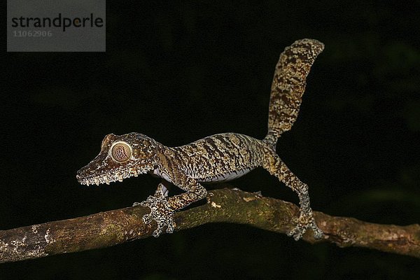Plattschwanzgecko (Uroplatus fimbriatus) Weibchen  geht auf Ast  Nosy Mangabe  Ost-Madagaskar  Madagaskar  Afrika