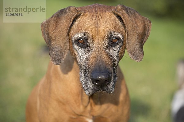 Hund (Canis lupus familiaris) der Rasse Rhodesian Ridgeback  weiblich  9 Jahre  Portrait  Deutschland  Europa