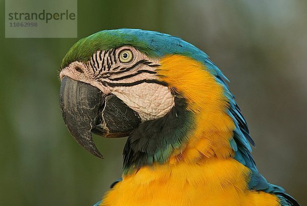 Gelbbrustara (Ara ararauna)  Portrait  Pantanal  Brasilien  Südamerika