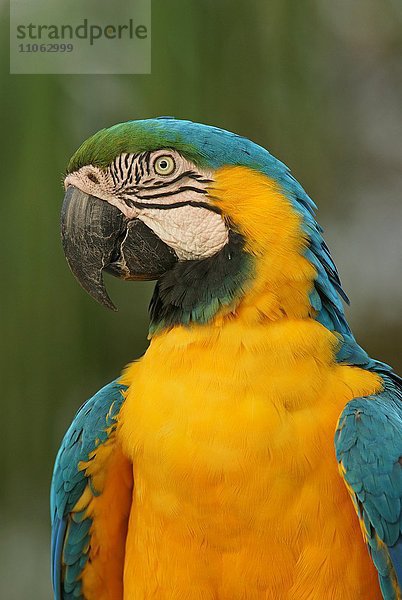Gelbbrustara (Ara ararauna)  Portrait  Pantanal  Brasilien  Südamerika