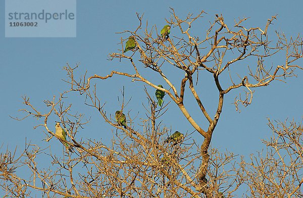 Mönchssittiche (Myiopsitta monachus) sitzen in einem Baum  Pantanal  Brasilien  Südamerika