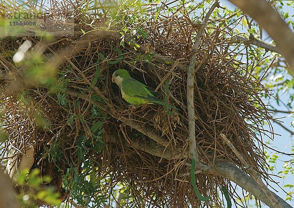 Mönchssittich (Myiopsitta monachus) vor seinem Nest  Pantanal  Brasilien  Südamerika