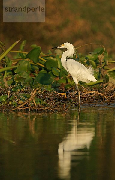Silberreiher (Ardea alba) steht im Wasser  Pantanal  Brasilien  Südamerika