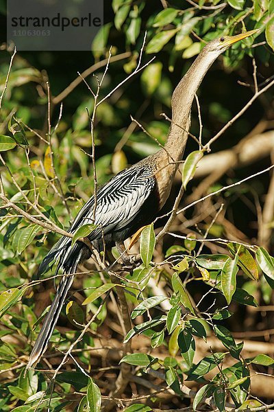 Amerikanischer Schlangenhalsvogel (Anhinga anhinga) im Gebüsch  Altvogel  Weibchen  Pantanal  Mato Grosso  Brasilien  Südamerika