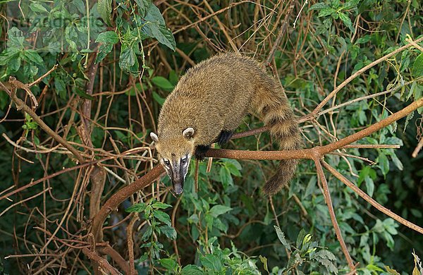 Südamerikanischer Nasenbär oder Coati (Nasua nasua) klettert im Baum  Nationalpark Iguazu oder Iguacu  Brasilien  Südamerika