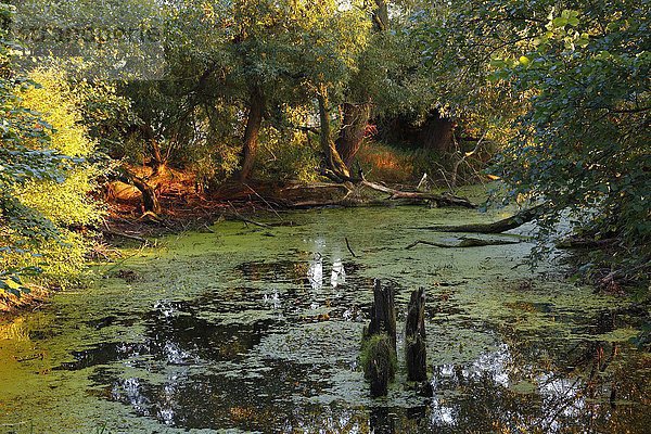 Altwasserarm der Flussauenlandschaft  Biosphärenreservat Mittlere Elbe  Dessau-Rosslau  Sachsen-Anhalt  Deutschland  Europa