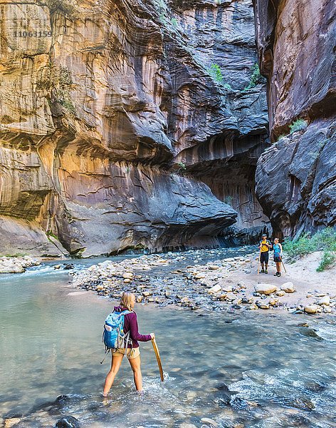 Wanderin läuft im Fluss  Zion Narrows  Engstelle des Virgin River  Steilwände des Zion Canyon  Zion Nationalpark  Utah  USA  Nordamerika