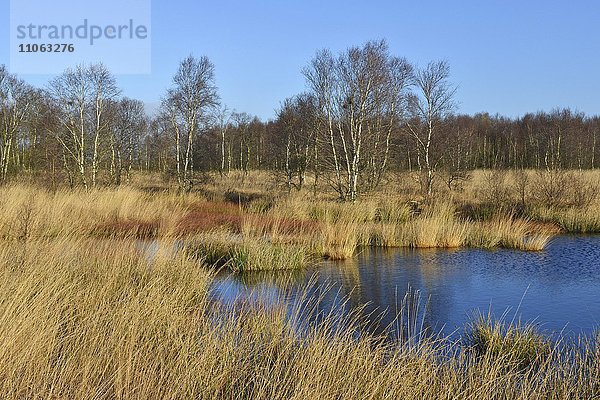 Feuchte Hochmoorlandschaft mit Birken im gelben Gras neben blauem Wasser  Naturschutzgebiet Ewiges Meer  Ostfriesland  Niedersachsen  Deutschland  Europa