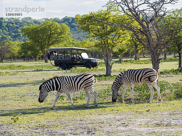 Burchell-Zebras (Equus burchelli) grasen  hinten Safariejeep mit Touristen  Ongaya Wild Reservat  Outja  Namibia  Afrika