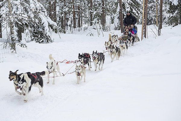 Hundeschlitten mit Schlittenhunden im Schnee  Rovaniemi  Lappland  Finnland  Europa