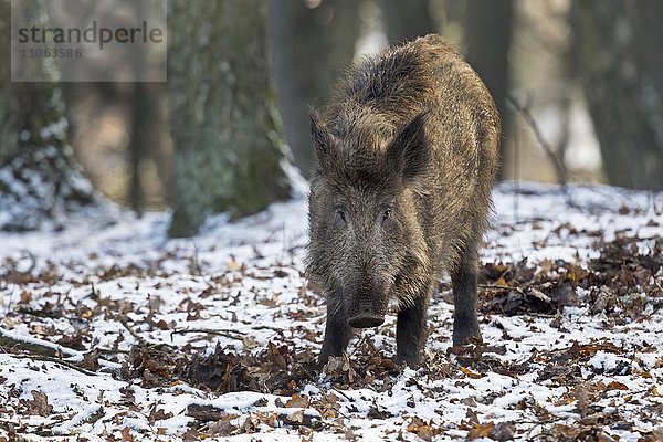 Wildschwein im Schnee  (Sus scrofa)  captive  Schleswig Holstein  Deutschland  Europa