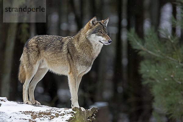 Europäischer Wolf im Winter  (Canis lupus lupus)  Schleswig-Holstein  Deutschland  captive  Europa