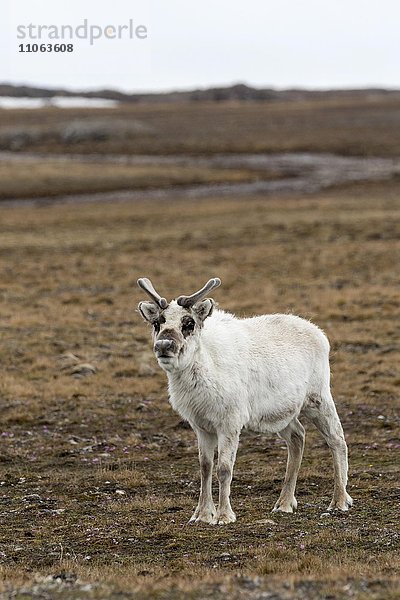 Svalbard Ren oder Spitzbergen Ren  (Rangifer tarandus platyrhynchus)  Spitsbergen  Svalbard  Norwegen  Europa