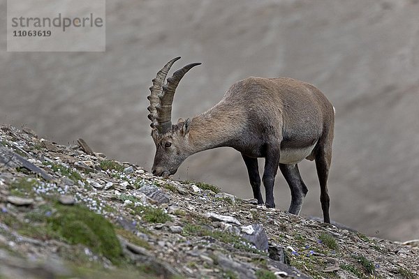 Alpensteinbock  (Capra Ibex)  Nationalpark Hohe Tauern  Kärnten  Österreich  Europa