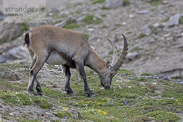 Alpensteinbock  (Capra Ibex)  Nationalpark Hohe Tauern  Kärnten  Österreich  Europa