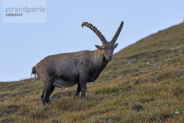 Alpensteinbock  (Capra Ibex)  Nationalpark Hohe Tauern  Kärnten  Österreich  Europa