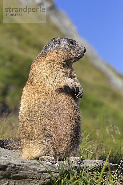 Alpenmurmeltier  Murmeltier (Marmota marmota)  Nationalpark Hohe Tauern  Kärnten  Österreich  Europa