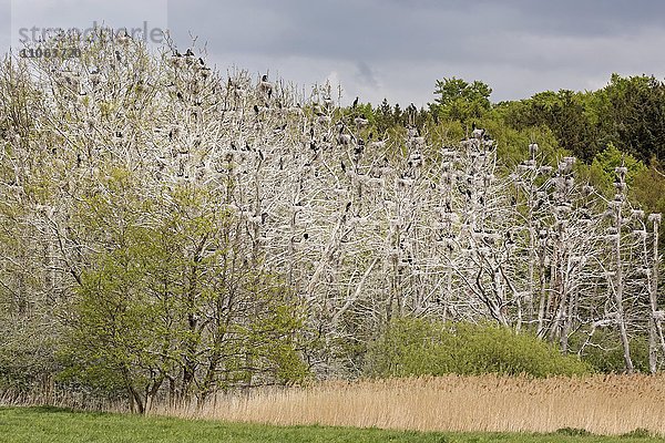 Kormorane (Phalacrocorax carbo)  Kolonie in abgestorbenen Bäumen  Rügen  Mecklenburg-Vorpommern  Deutschland  Europa