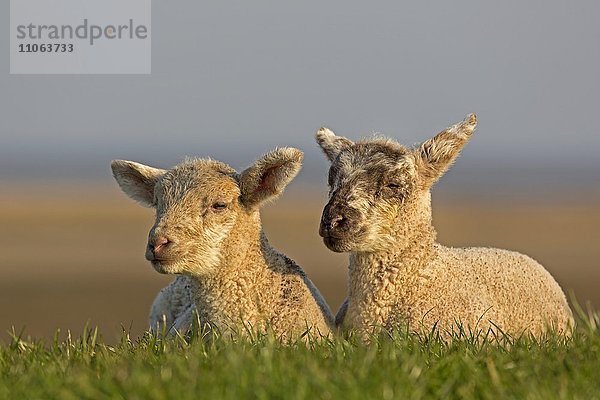 Schafe  Jungtiere  Westerheversand  Westerhever  Eiderstedt  Nordfriesland  Schleswig-Holstein  Deutschland  Europa