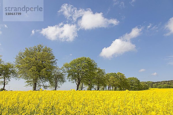 Baumallee mit blühendem Rapsfeld im Frühjahr  Schleswig Holstein  Deutschland  Europa