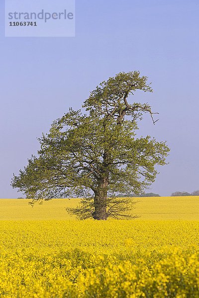 Einzelner Baum im gelben Rapsfeld (Brassica napus)  Schleswig Holstein  Deutschland  Europa