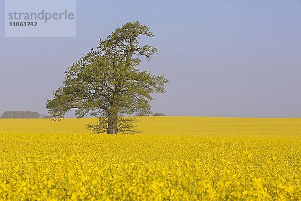 Einzelner Baum im gelben Rapsfeld (Brassica napus)  Schleswig Holstein  Deutschland  Europa