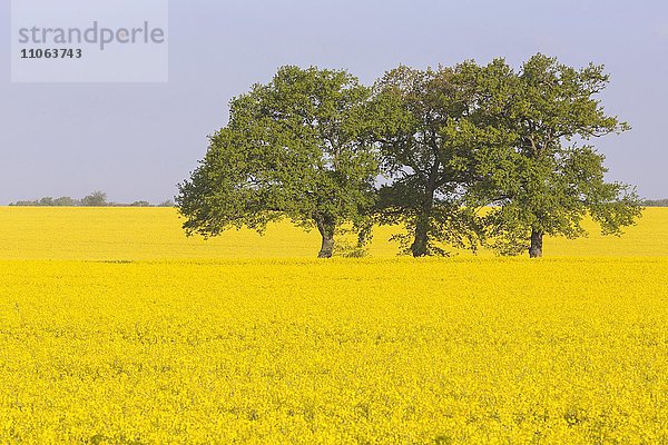 Bäume im gelben Rapsfeld (Brassica napus)  Schleswig Holstein  Deutschland  Europa