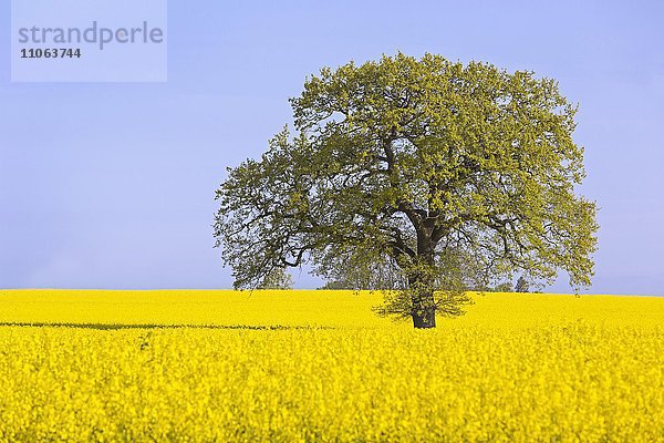 Einzelner Baum im gelben Rapsfeld (Brassica napus)  Schleswig Holstein  Deutschland  Europa